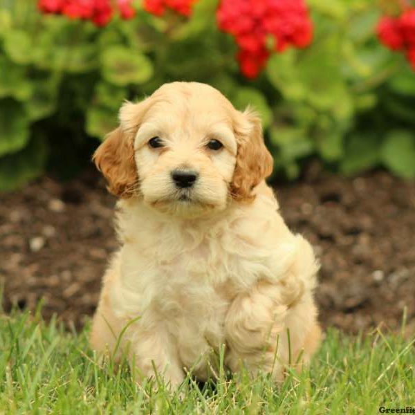 Kristov, Cockapoo Puppy