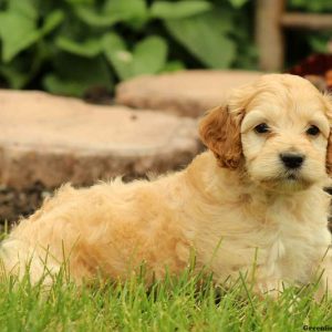 Kristov, Cockapoo Puppy