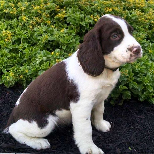 Kristy, English Springer Spaniel Puppy