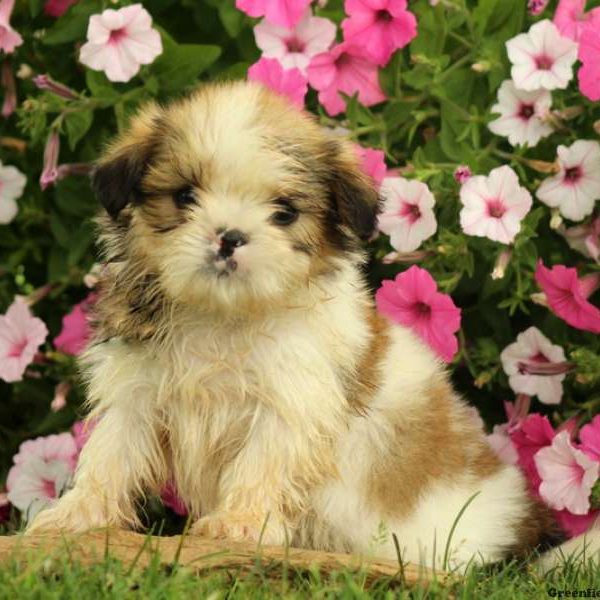 Krosby, Shih Tzu Puppy