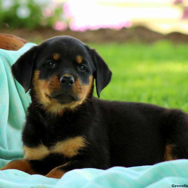 Krysta, Rottweiler Puppy