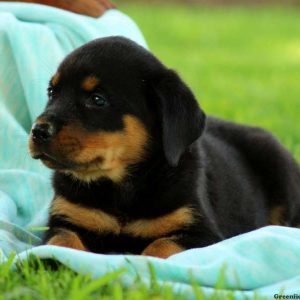 Krysta, Rottweiler Puppy