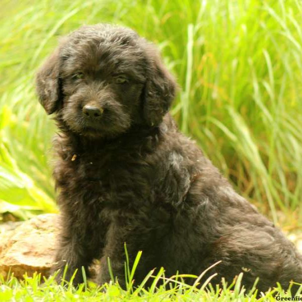 Kurtis, Labradoodle Puppy