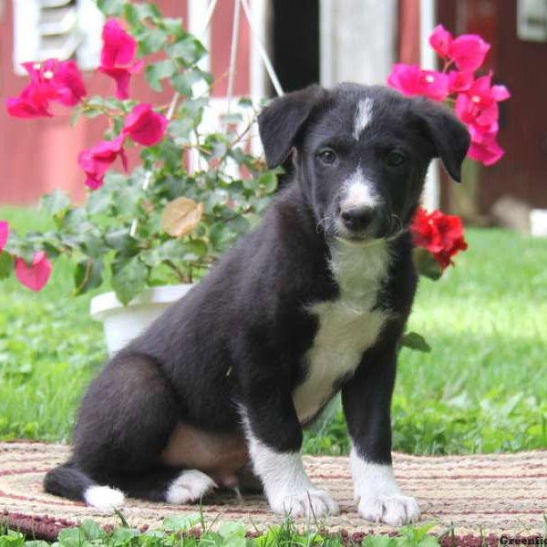 Kurtis, Border Collie Puppy