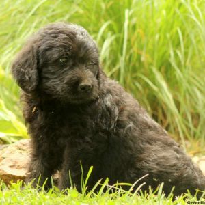 Kurtis, Labradoodle Puppy