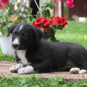 Kurtis, Border Collie Puppy