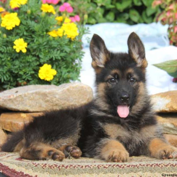 Kyle, German Shepherd Puppy