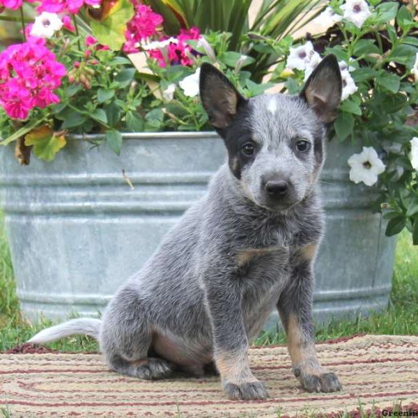 Kyle, Blue Heeler – Australian Cattle Dog Puppy