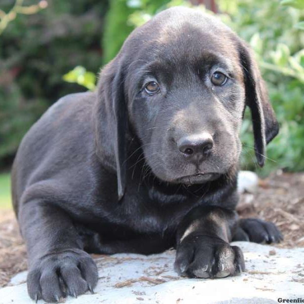 Kyle, Labrador Retriever-Black Puppy