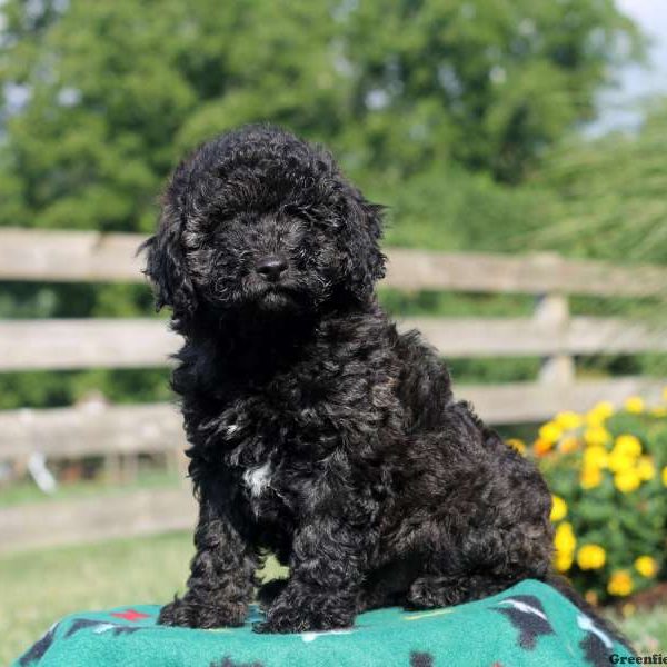 Kyle, Miniature Poodle Puppy