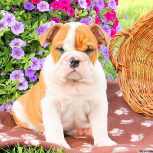 Kyle, English Bulldog Puppy