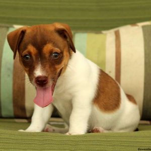 Kyle, Jack Russell Terrier Puppy