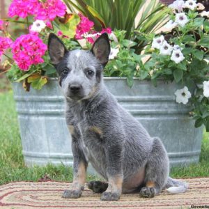 Kyle, Blue Heeler – Australian Cattle Dog Puppy