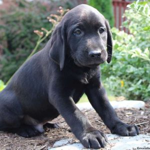 Kyle, Labrador Retriever-Black Puppy