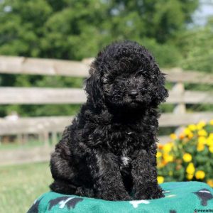 Kyle, Miniature Poodle Puppy