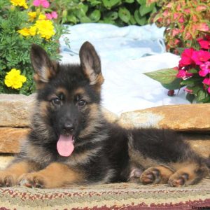 Kyle, German Shepherd Puppy