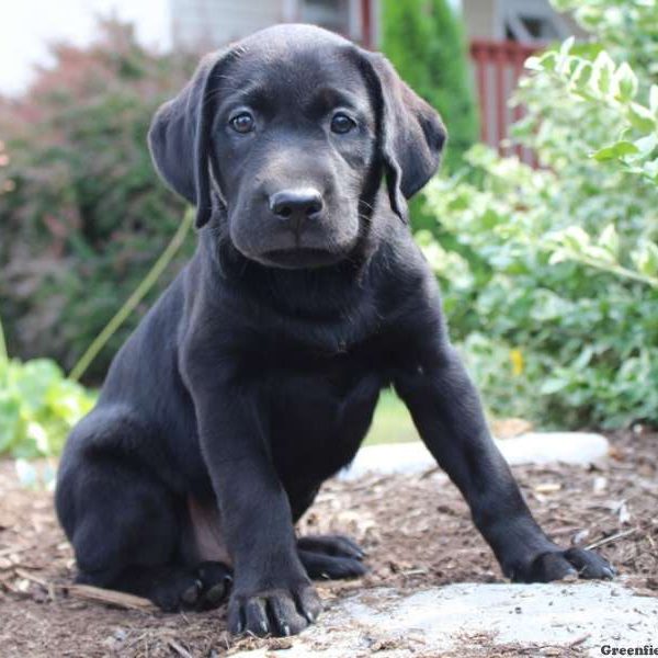 Kylie, Labrador Retriever-Black Puppy