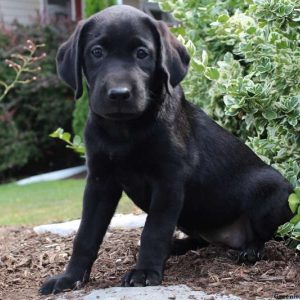 Kylie, Labrador Retriever-Black Puppy