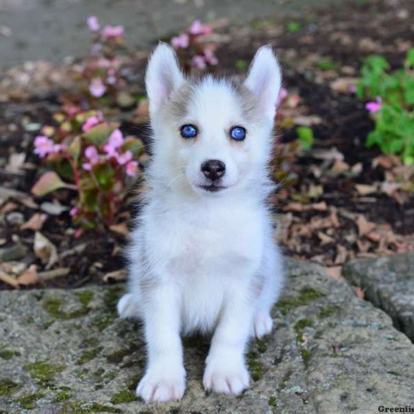 Lacey, Pomsky Puppy