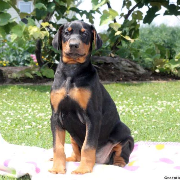 Lacey, Doberman Pinscher Puppy