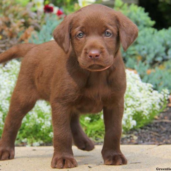 Lacey, Labrador Retriever-Chocolate Puppy