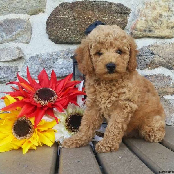 Lacey, Miniature Poodle Puppy