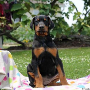 Lacey, Doberman Pinscher Puppy