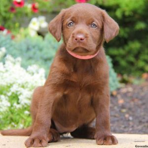 Lacey, Labrador Retriever-Chocolate Puppy