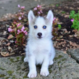 Lacey, Pomsky Puppy