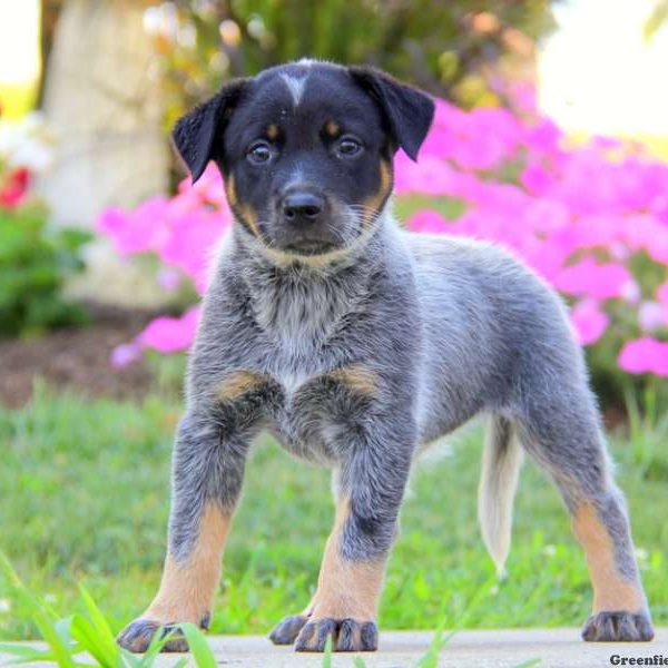 Lacy, Blue Heeler – Australian Cattle Dog Puppy