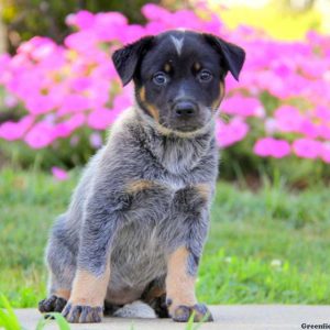 Lacy, Blue Heeler – Australian Cattle Dog Puppy