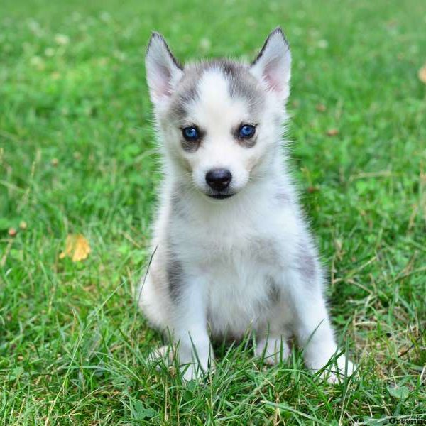 Lady, Pomsky Puppy