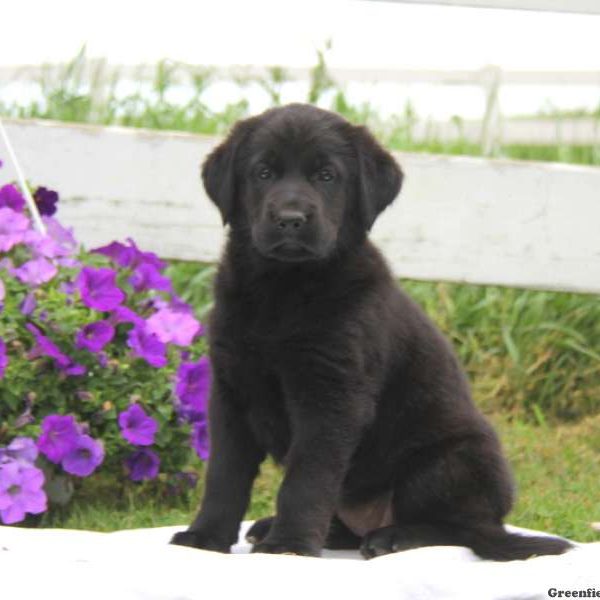 Lady, Golden Shepherd Puppy