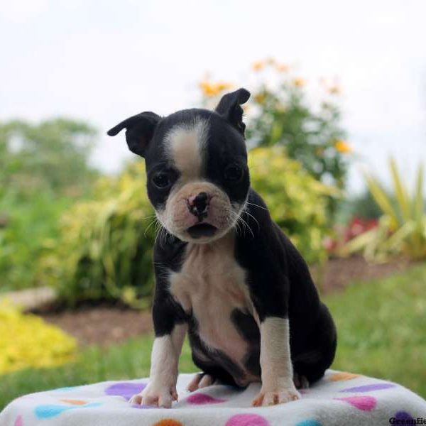 Lady, Boston Terrier Puppy