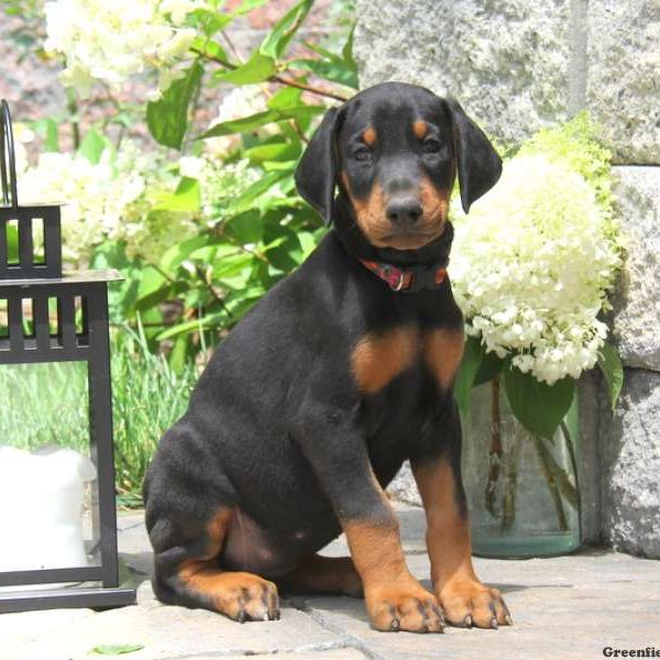 Lady, Doberman Pinscher Puppy