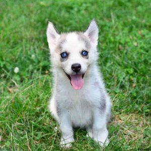 Lady, Pomsky Puppy