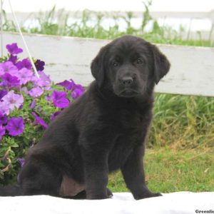 Lady, Golden Shepherd Puppy