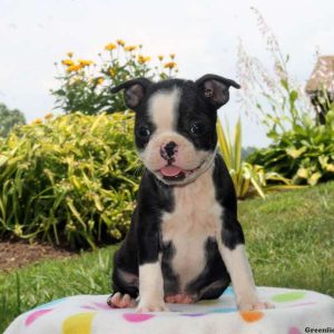 Lady, Boston Terrier Puppy