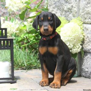 Lady, Doberman Pinscher Puppy