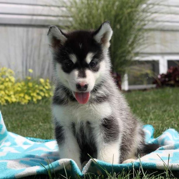 Laine, Alaskan Malamute Puppy