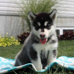 Laine, Alaskan Malamute Puppy