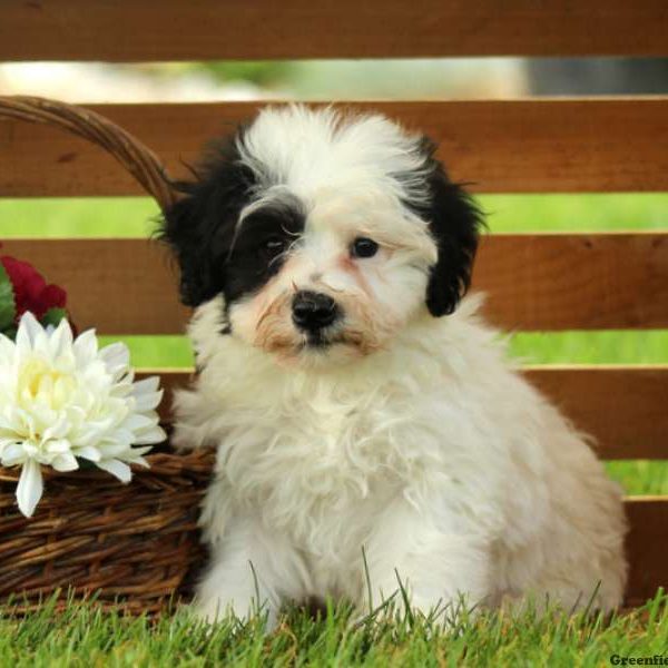 Lakyn, Miniature Schnauzer Mix Puppy