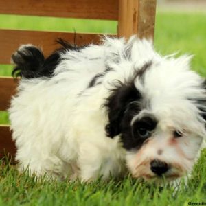 Lakyn, Miniature Schnauzer Mix Puppy