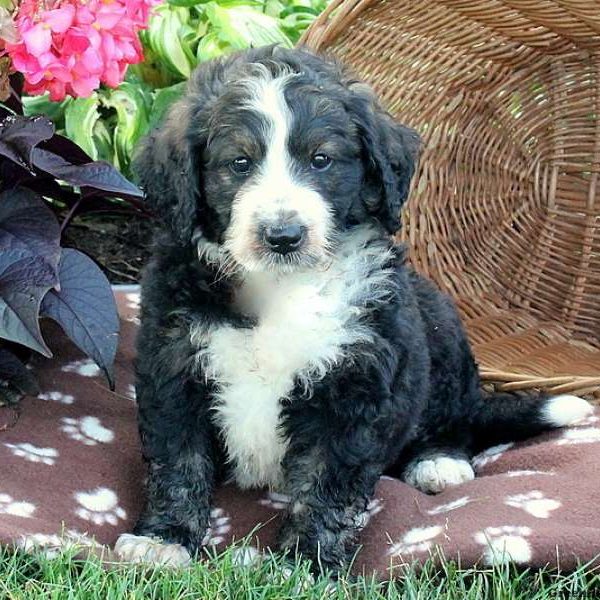 Lamar, Bernedoodle Puppy