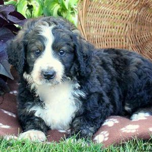 Lamar, Bernedoodle Puppy