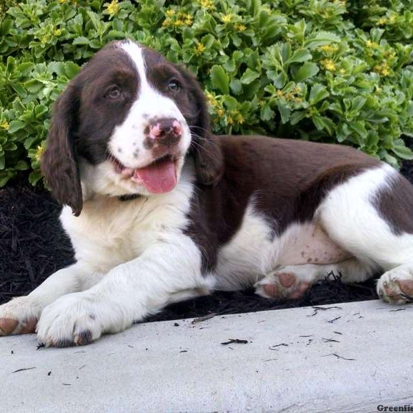 Lance, English Springer Spaniel Puppy