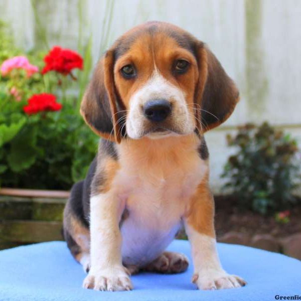 Lance, Beagle Puppy