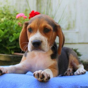 Lance, Beagle Puppy