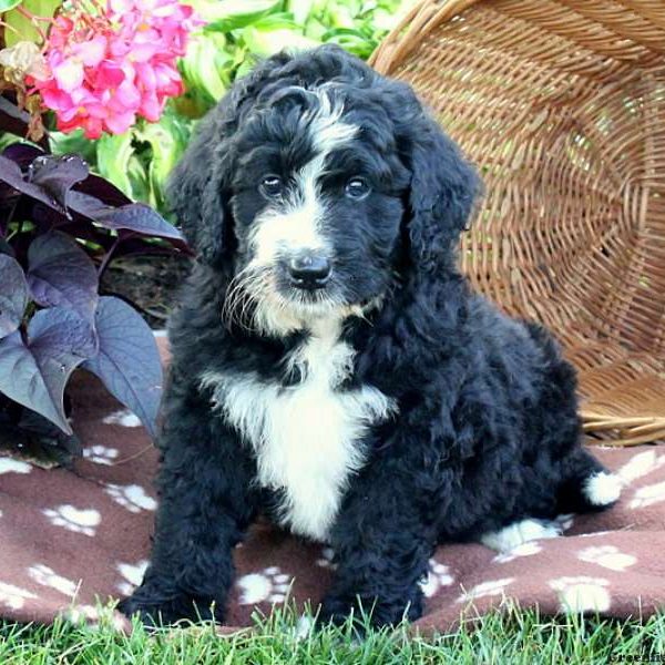 Landon, Bernedoodle Puppy