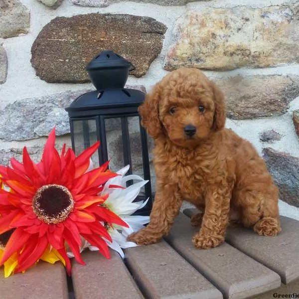 Landon, Miniature Poodle Puppy